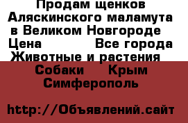 Продам щенков Аляскинского маламута в Великом Новгороде › Цена ­ 5 000 - Все города Животные и растения » Собаки   . Крым,Симферополь